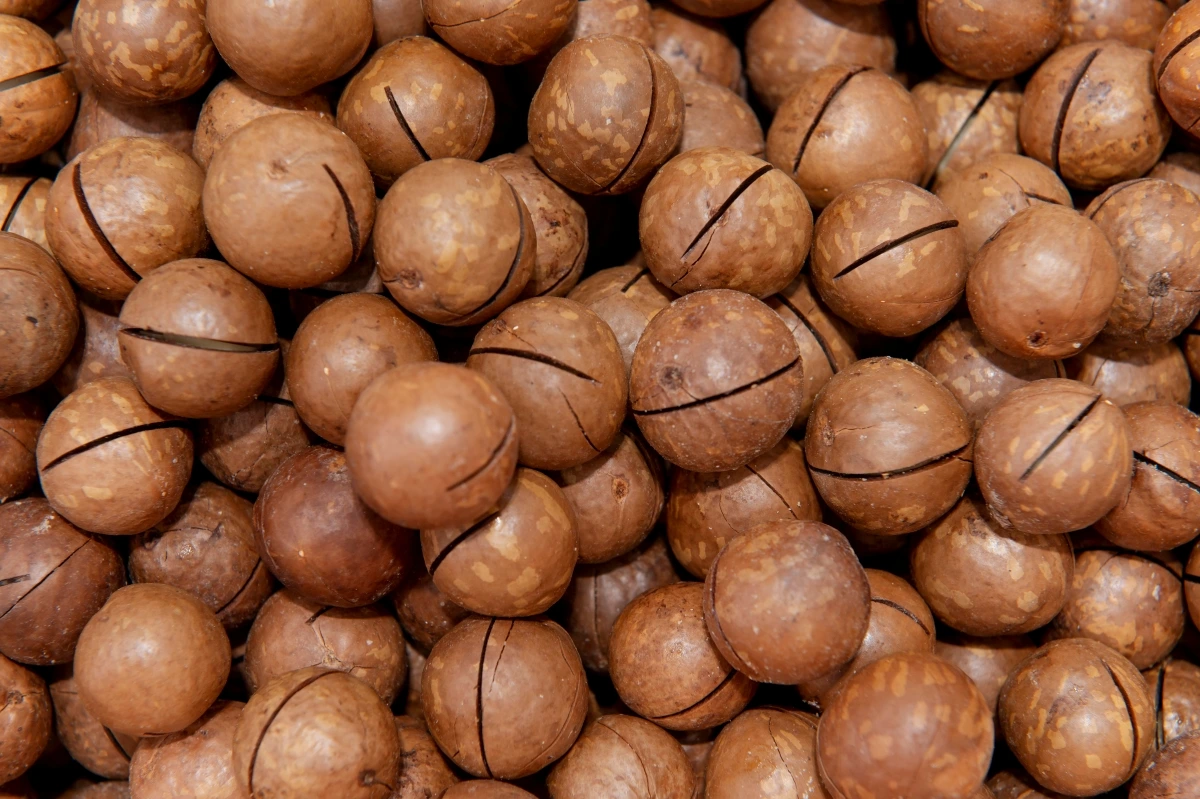 hat-macca-co-tac-dung-gi-bat-mi-7-loi-ich-vang-cho-tim-mach-va-nao-bo