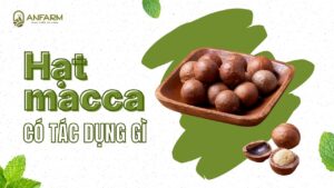 hat-macca-co-tac-dung-gi-thumb