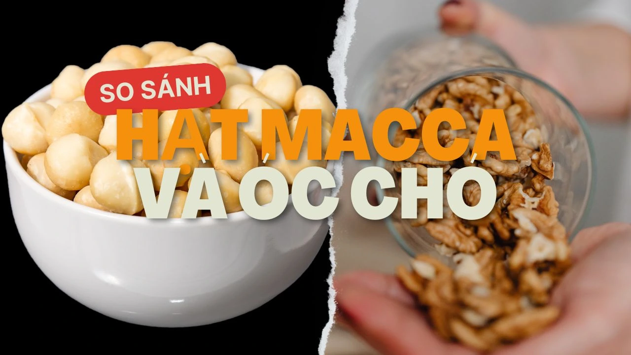 hat-macca-va-oc-cho-cai-nao-tot-hon-thumb